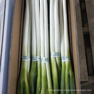 New Crop Fresh Scallion/Fresh Welsh Onion/Fresh Leek